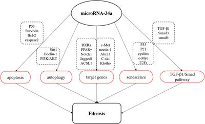 MicroRNA-34a: A Novel Therapeutic Target in Fibrosis